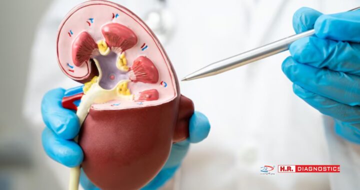 Comprehensive Renal Function Tests for Kidney Health | H.R. Diagnostic