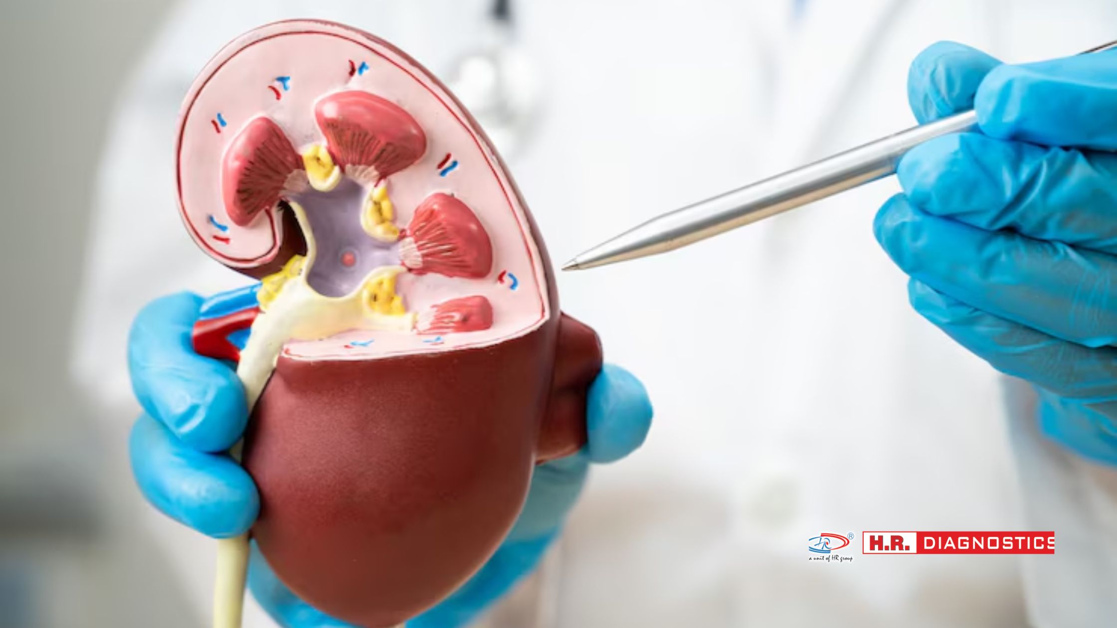 Renal Function Tests