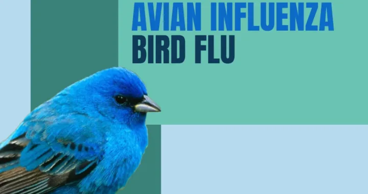 Avian Influenza (Bird Flu) Causes, Symptoms & Treatment